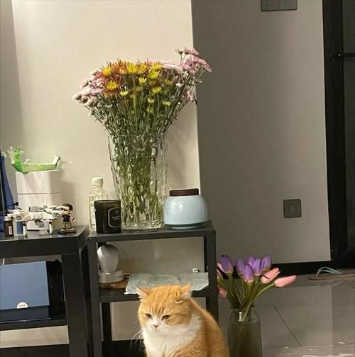 人不在家，猫是否需要关在笼子里？（猫咪的自由与安全如何平衡？）