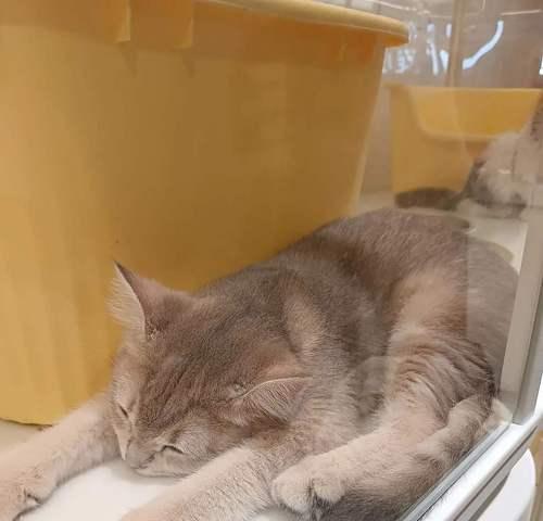 猫咪自由与安全平衡全攻略