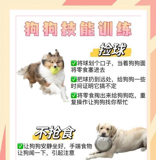 如何训练你的狗狗掌握技能（培养宠物狗的多种技能，提升亲密度与智力）