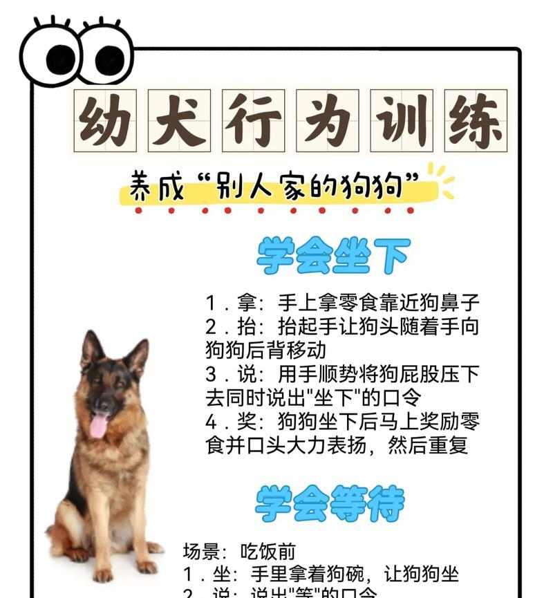 如何训练你的狗狗掌握技能（培养宠物狗的多种技能，提升亲密度与智力）