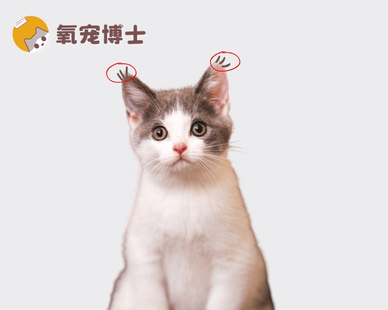 猫咪没有聪明毛就不聪明吗？