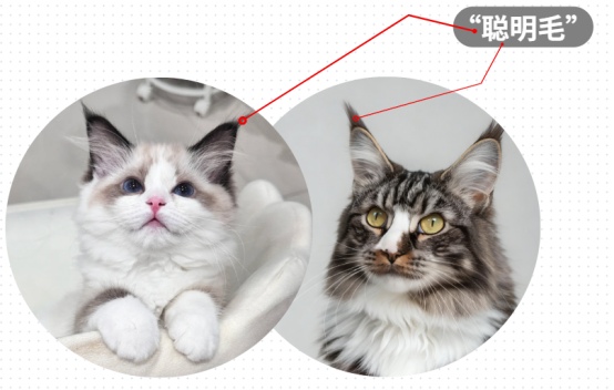 猫咪聪明毛