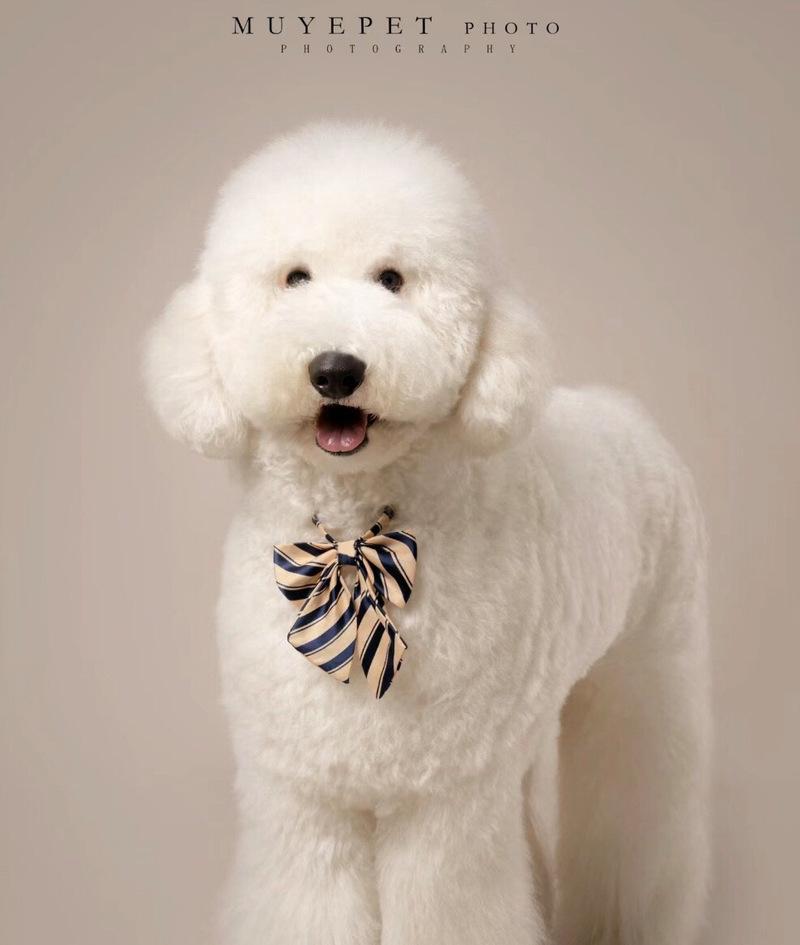 贵宾犬性格特点全攻略