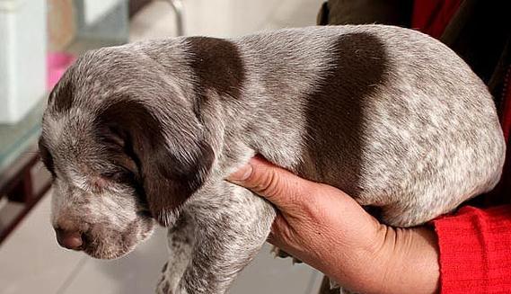 法国指示猎犬的饲养方法（健康、训练、社交化的关键）