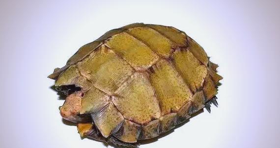 如何正确饲养凹甲陆龟（科学饲养，让凹甲陆龟健康成长）