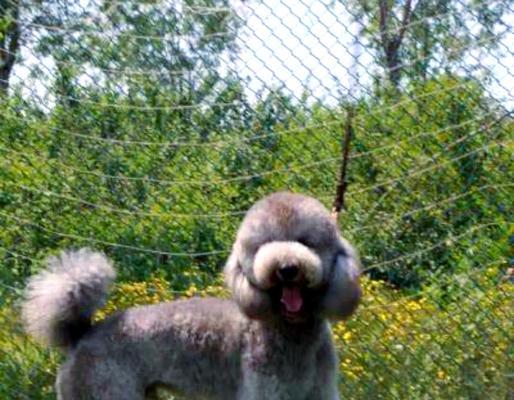 探究贵宾犬的性格特点（品质卓越的贵宾犬及其表现）