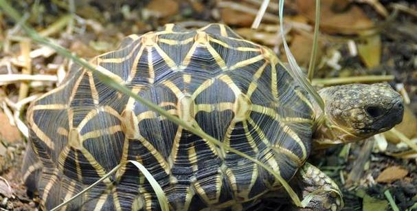 如何正确饲养凹甲陆龟（科学饲养，让凹甲陆龟健康成长）