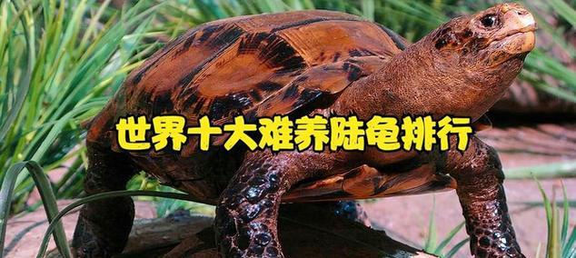 如何正确饲养凹甲陆龟（科学饲养，让凹甲陆龟健康成长）