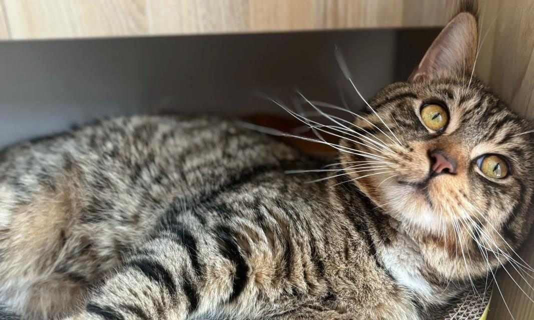 猫咪绝育对粘人度的影响（探究猫咪绝育后是否会更加亲人的现象及其原因）
