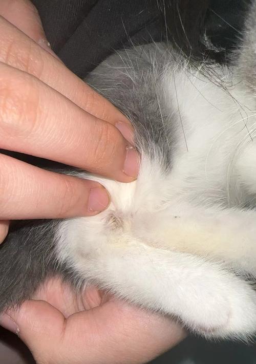 猫咪绝育对粘人度的影响（探究猫咪绝育后是否会更加亲人的现象及其原因）