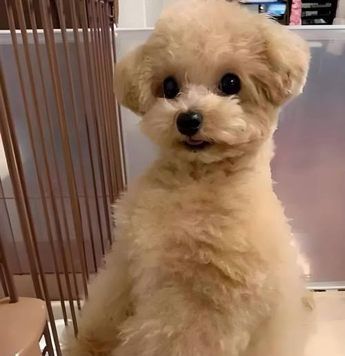 探索世界上最高瘦的狗品种（揭秘最高瘦狗品种的外貌和特征）