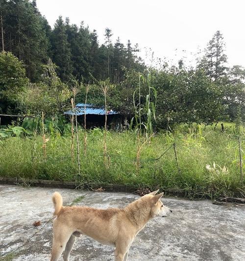 探索世界上最高瘦的狗品种（揭秘最高瘦狗品种的外貌和特征）