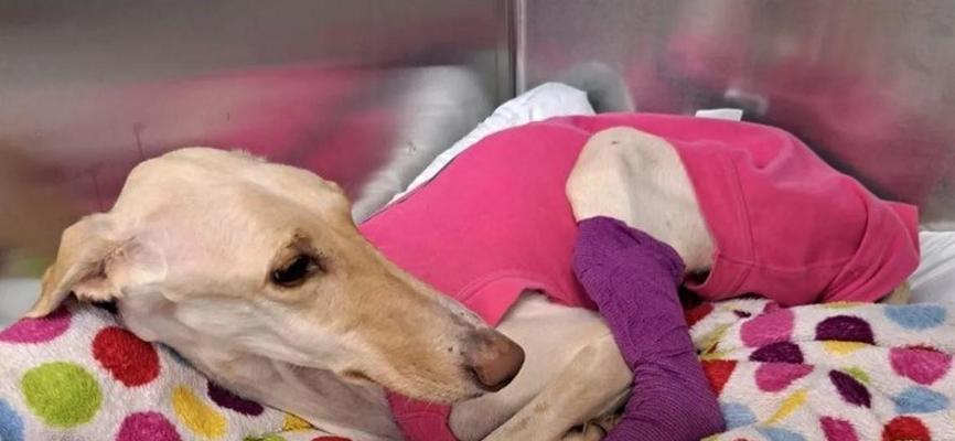 探索世界上最高瘦的狗品种（揭秘最高瘦狗品种的外貌和特征）