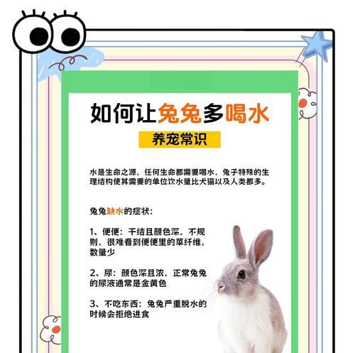 兔子的饮食需求与喂养注意事项（兔子一天所需粮食及喂养指南）