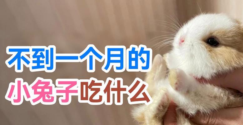 兔子的饮食需求与喂养注意事项（兔子一天所需粮食及喂养指南）