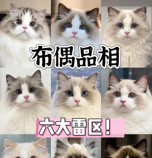 布偶猫单独在家快乐无忧全攻略