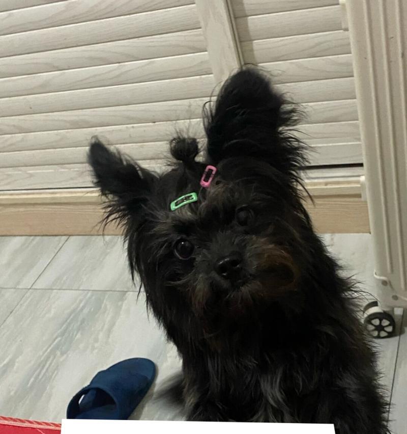 家里有狗小偷敢来吗？（家庭宠物狗的安全性及对小偷的威慑力分析）