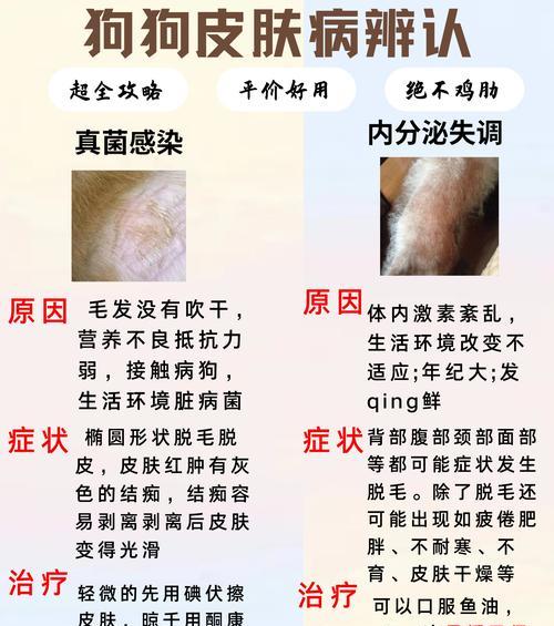 以巴哥爱护肌肤，预防皮肤病（从根源出发，关注关键因素，让爱宠远离烦恼）