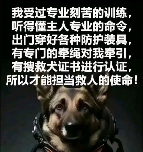 家里有狗小偷敢来吗？（家庭宠物狗的安全性及对小偷的威慑力分析）