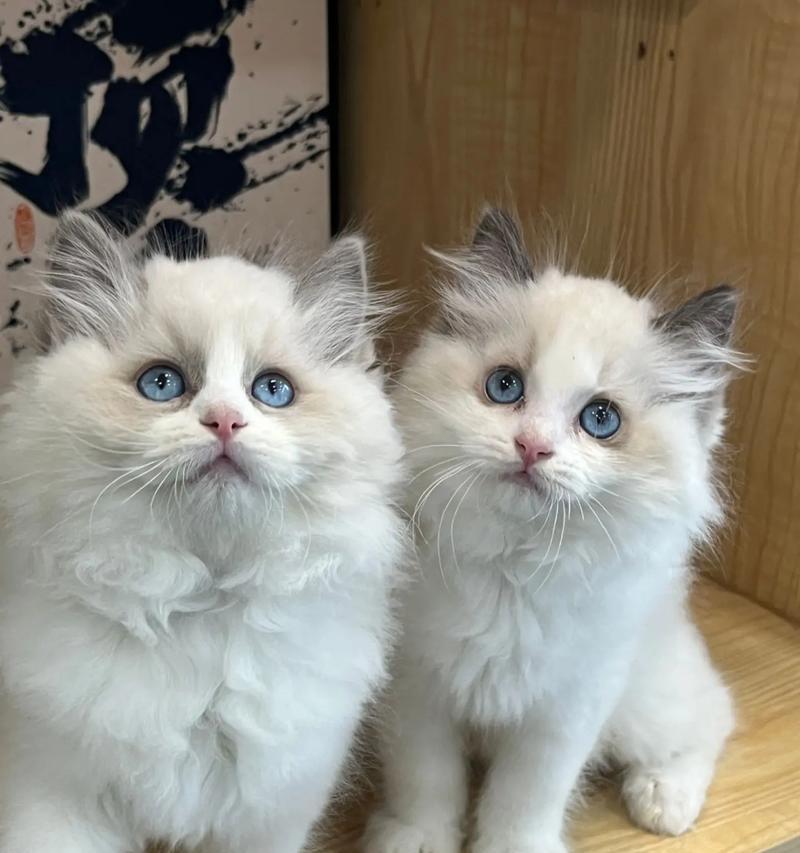 如何让布偶猫单独在家几天也能开心无忧（为您的布偶猫提供合适的环境和照顾，让它安心度过离家期间）