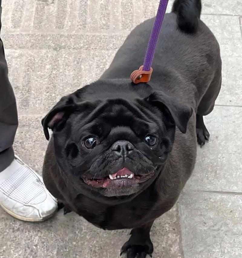 以巴哥爱护肌肤，预防皮肤病（从根源出发，关注关键因素，让爱宠远离烦恼）