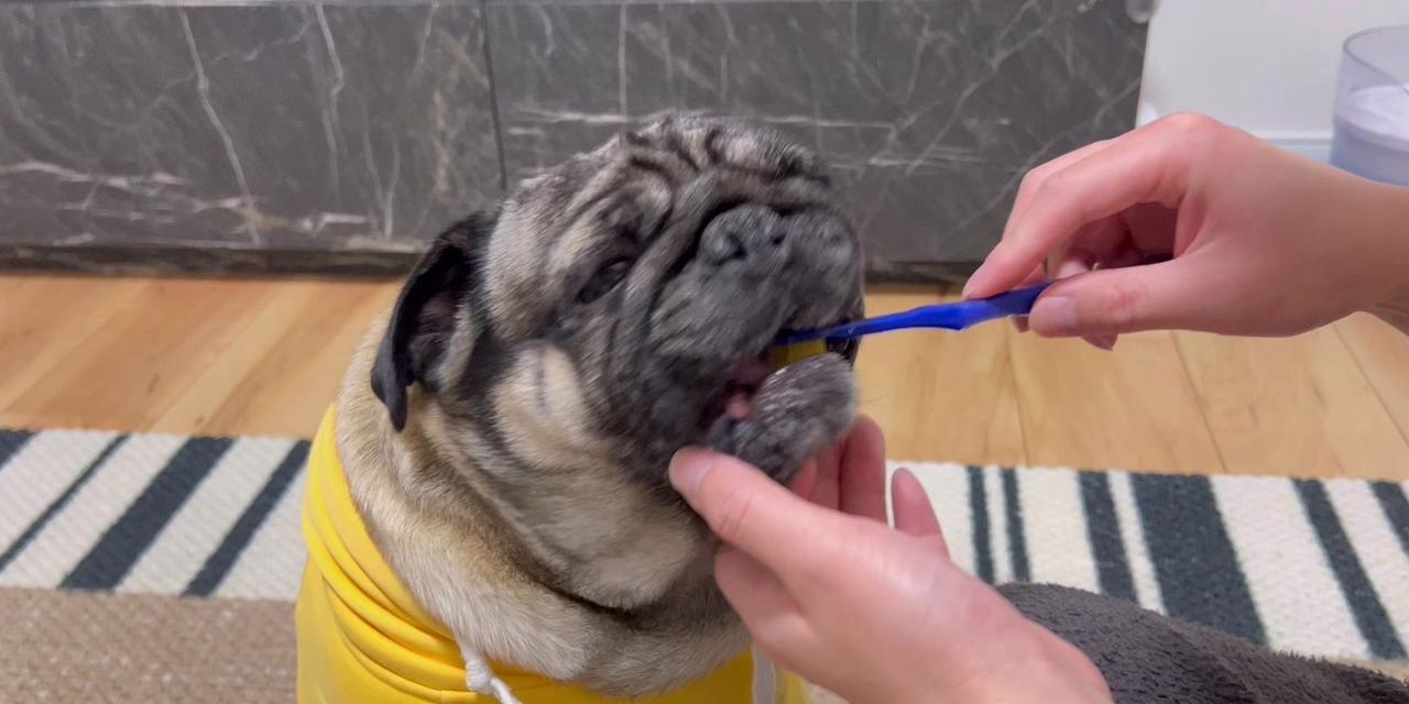 以巴哥爱护肌肤，预防皮肤病（从根源出发，关注关键因素，让爱宠远离烦恼）