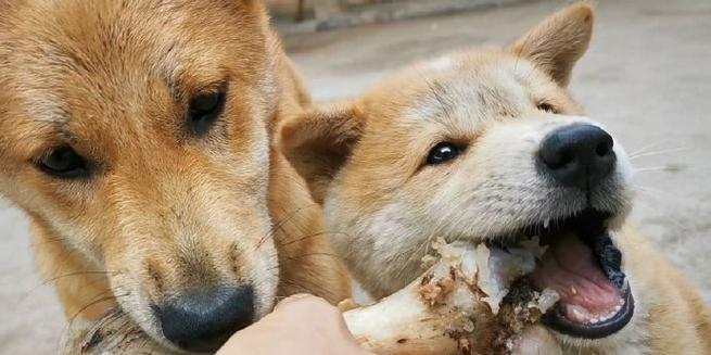 科学喂食宠物狗全攻略