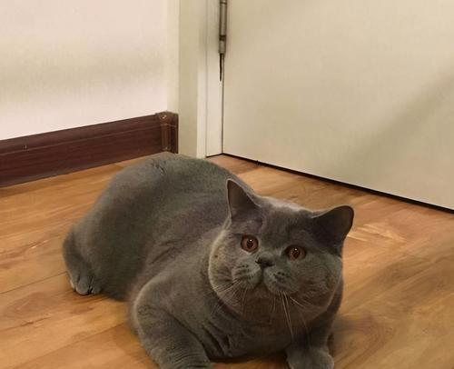 揭秘英短蓝猫发腮秘密全攻略