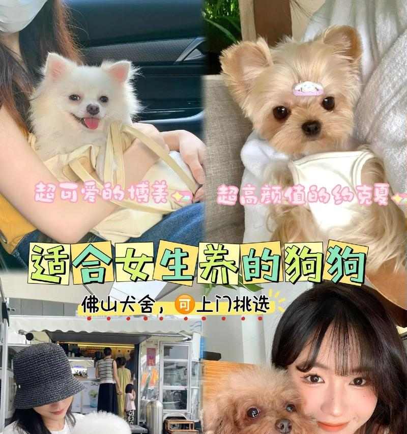 如何选择一只适合独居女生的保护狗（为女生提供保护和安全感的狗的特征和品种）