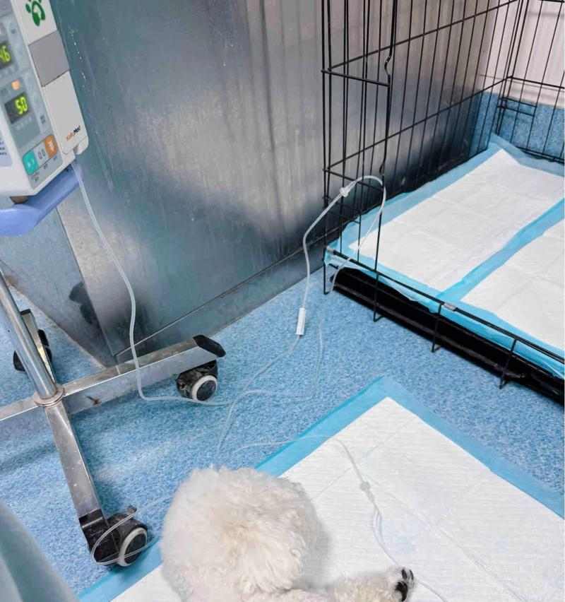 狗狗胰腺炎死亡临死症状解析（了解狗狗胰腺炎临死前的表现与处理方法）