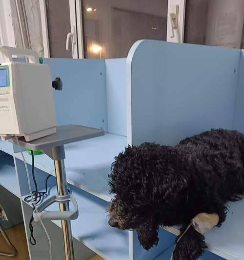 狗狗胰腺炎死亡临死症状解析（了解狗狗胰腺炎临死前的表现与处理方法）