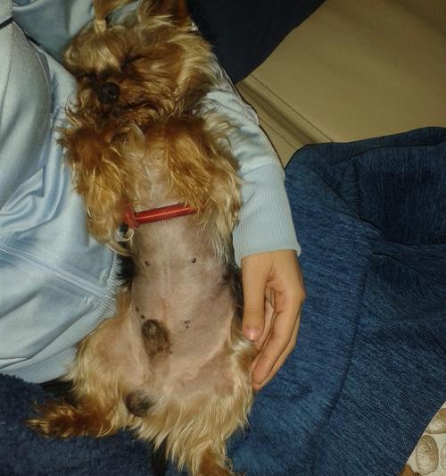 狗狗胰腺炎死亡临死症状解析（了解狗狗胰腺炎临死前的表现与处理方法）