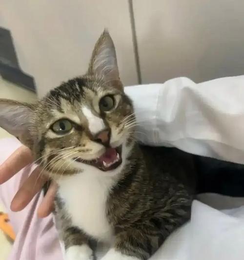 夜晚中猫咪的神秘行为（探究猫咪对着某个地方长时间叫唤的原因）