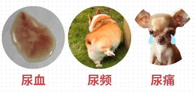 狗狗突然在家乱尿的原因