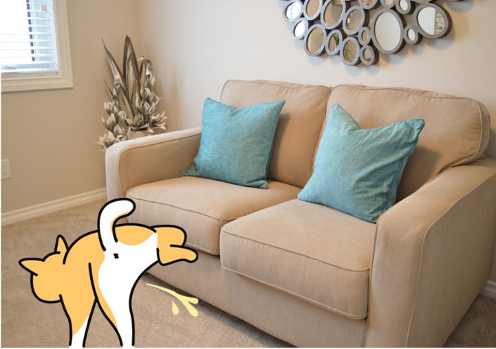 狗狗突然在家乱尿是怎么回事？