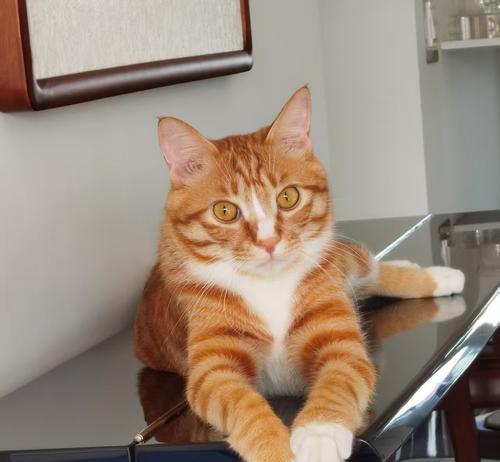 谢霆锋与他的“猫奴”生活（从猫奴到猫爸，谢霆锋与他养的猫的温馨故事）