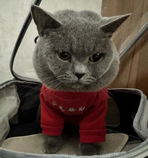 谢霆锋与他的“猫奴”生活（从猫奴到猫爸，谢霆锋与他养的猫的温馨故事）