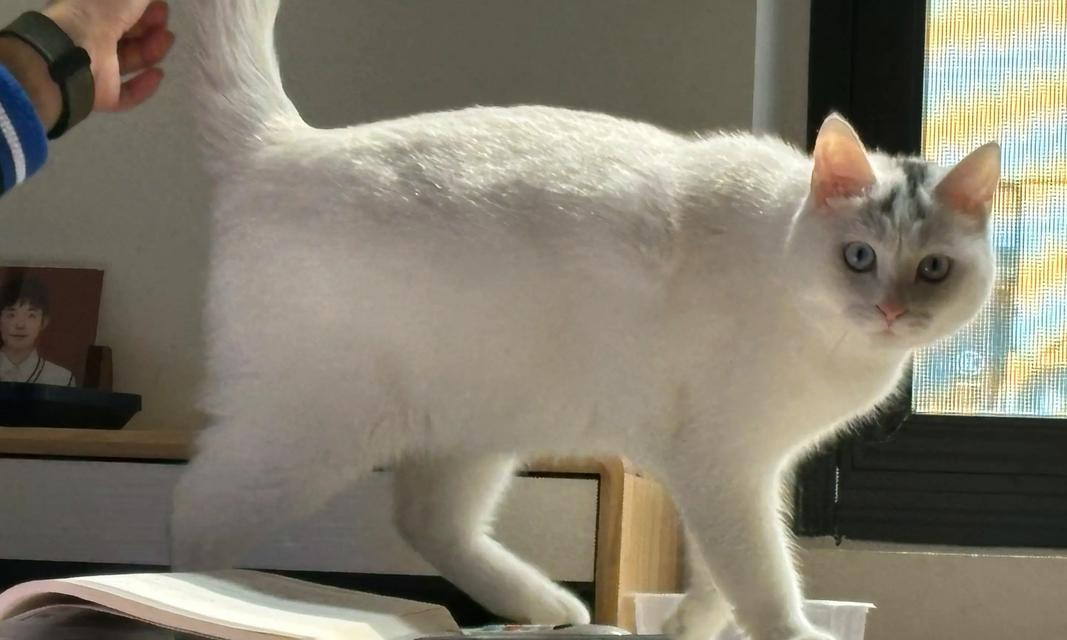 谢霆锋与他的“猫奴”生活（从猫奴到猫爸，谢霆锋与他养的猫的温馨故事）