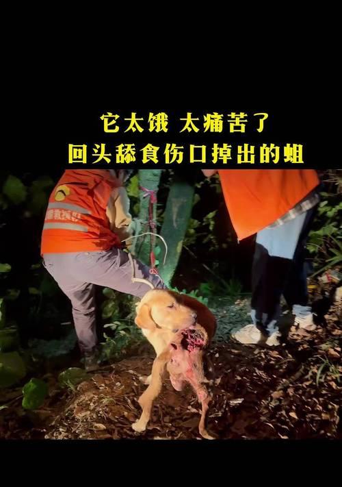 探讨拉布拉多咬人行为的原因与解决方法（拉布拉多咬人行为分析及正确引导方法）