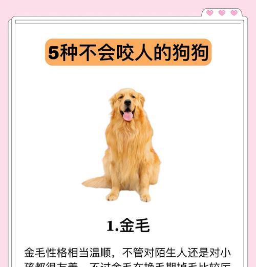 探讨拉布拉多咬人行为的原因与解决方法（拉布拉多咬人行为分析及正确引导方法）