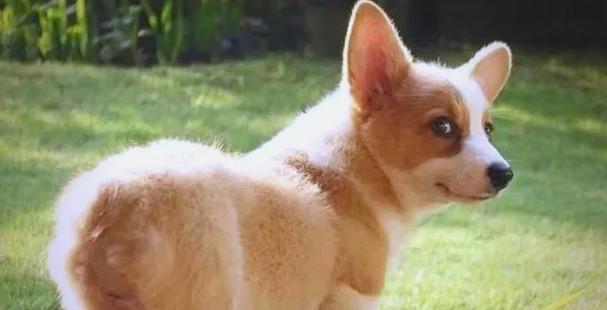 小狗断尾的必要性与方法（为了宠物的健康和安全，断尾是必要的）