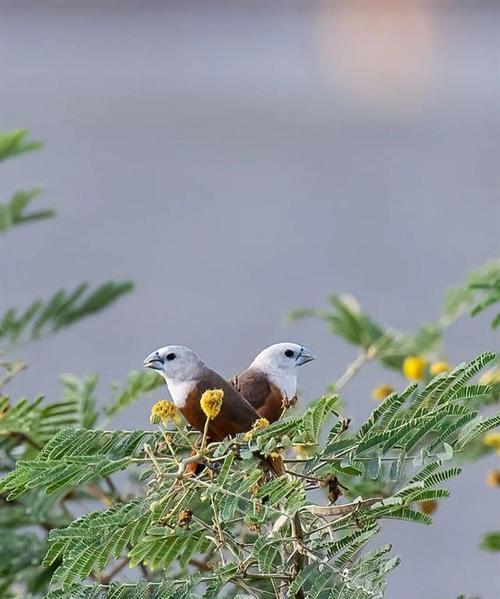 印尼锯尾吊的饲养方法（了解印尼锯尾吊的特点和适宜饲养环境，让它们健康成长）