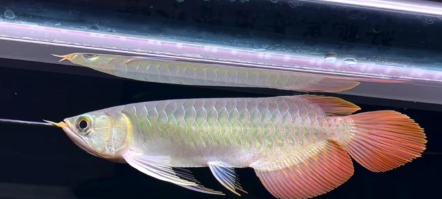 印尼锯尾吊的饲养方法（了解印尼锯尾吊的特点和适宜饲养环境，让它们健康成长）