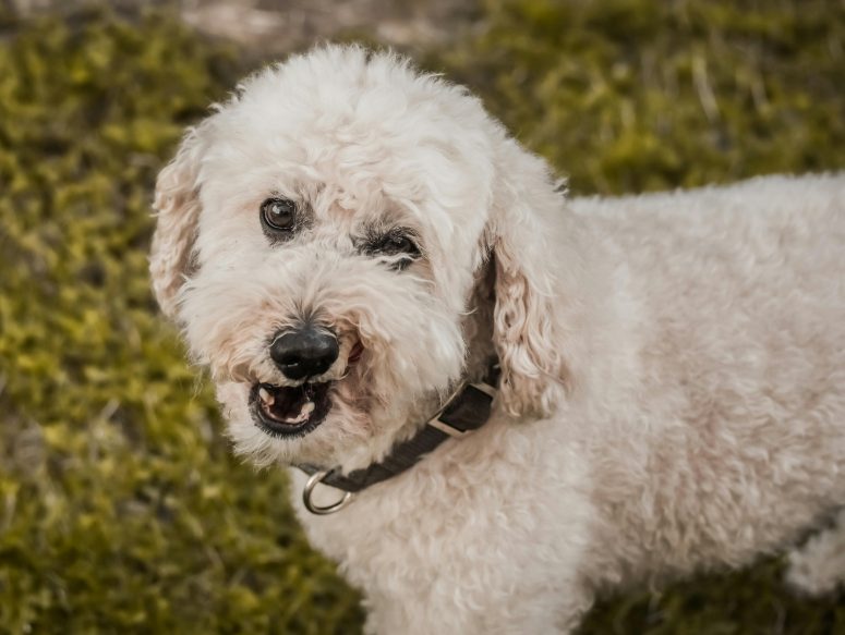 狗狗狂犬病的症状