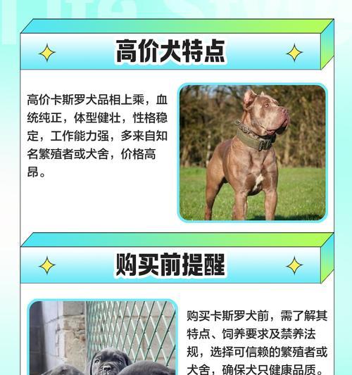如何正确饲养卡斯罗犬？（了解卡斯罗犬的性格和需要，从而做好饲养工作）