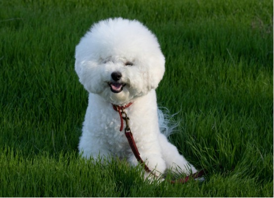 怎么判断狗狗有没有狂犬病？