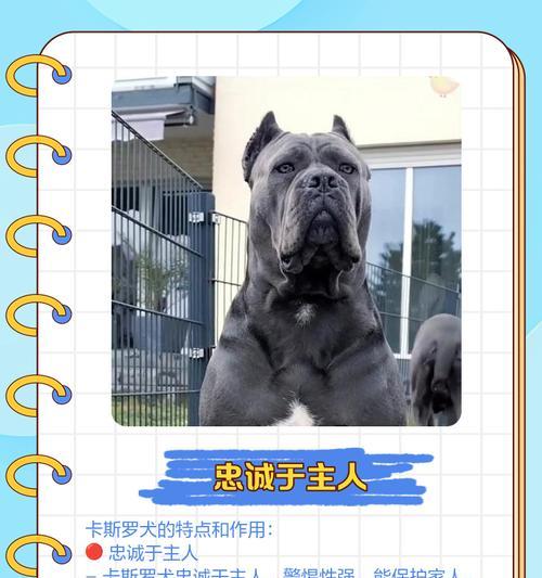 如何正确饲养卡斯罗犬？（了解卡斯罗犬的性格和需要，从而做好饲养工作）