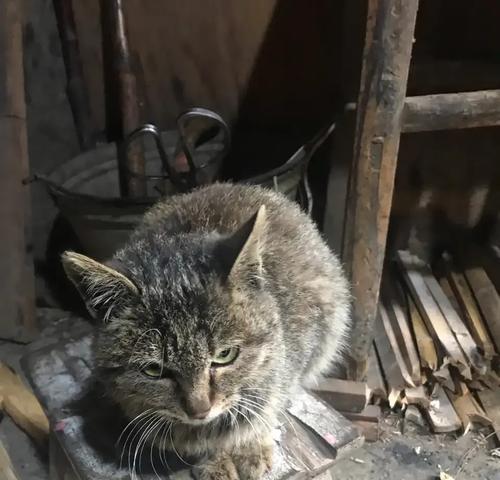 猫咪抑郁的症状及处理方法（了解猫咪抑郁的迹象，保持它们的幸福）