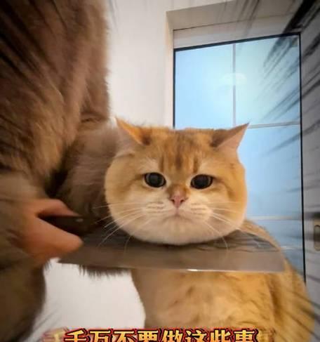 猫咪抑郁的症状及处理方法（了解猫咪抑郁的迹象，保持它们的幸福）