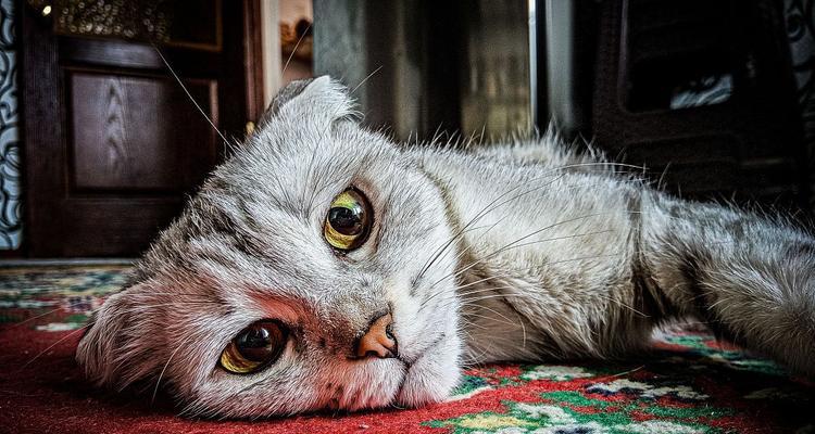 猫咪抑郁的症状及处理方法（了解猫咪抑郁的迹象，保持它们的幸福）